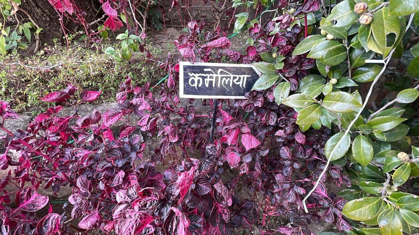 8Fold-Pinecrest By Larisa, Bhimtal Hotel Kültér fotó